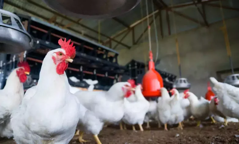 WHO Confirms 1st Human Death from New Bird Flu Strain