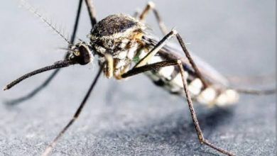 Ogun, SFH to Combat Malaria With Net Distribution Campaign