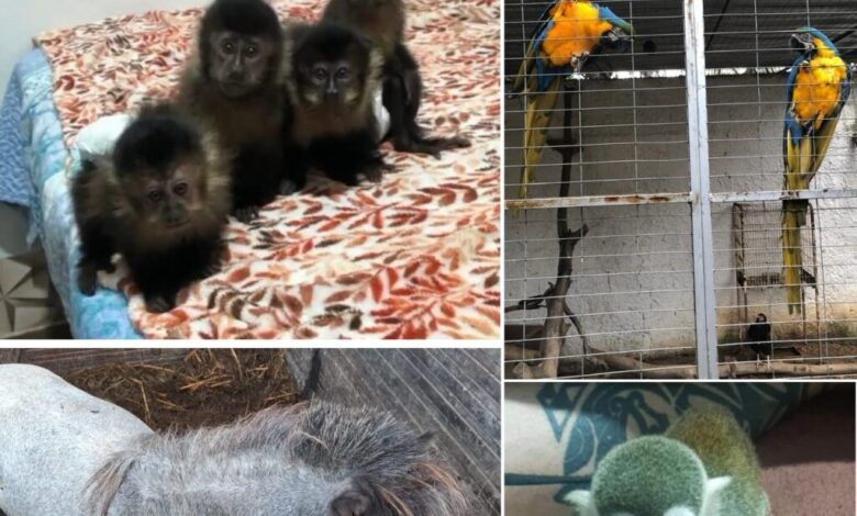 Brazil Launches Biggest-Ever Wildlife Trafficking Bust, Rescues Hundreds of Exotic Animals