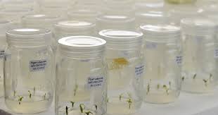 African Countries Call for Sanctions as UN Nears Treaty on ‘Biopiracy’