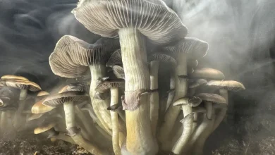 New Zealand Approves Medicinal Use of ‘Magic Mushrooms’ for Treatment-Resistant Depression