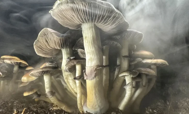 New Zealand Approves Medicinal Use of ‘Magic Mushrooms’ for Treatment-Resistant Depression